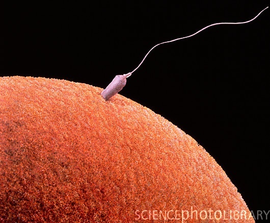 p648029-sperm_fertilizing_egg-spl1.jpg